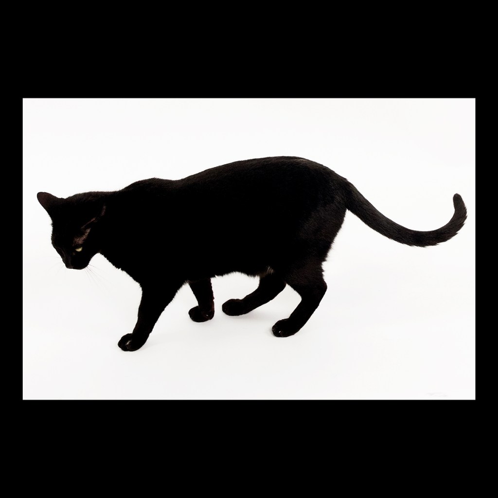 CS 2021 HAUNT / NO.&nbsp;33