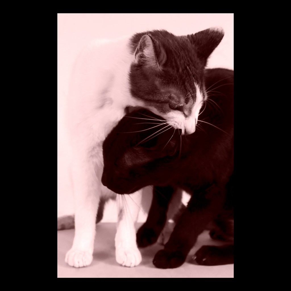 CS 2021 HAUNT / NO.&nbsp;79