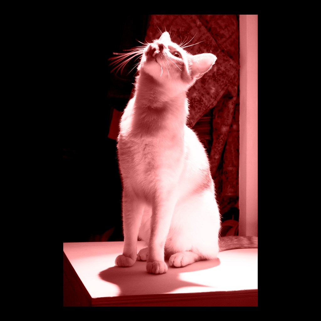 CS 2021 HAUNT / NO.&nbsp;83